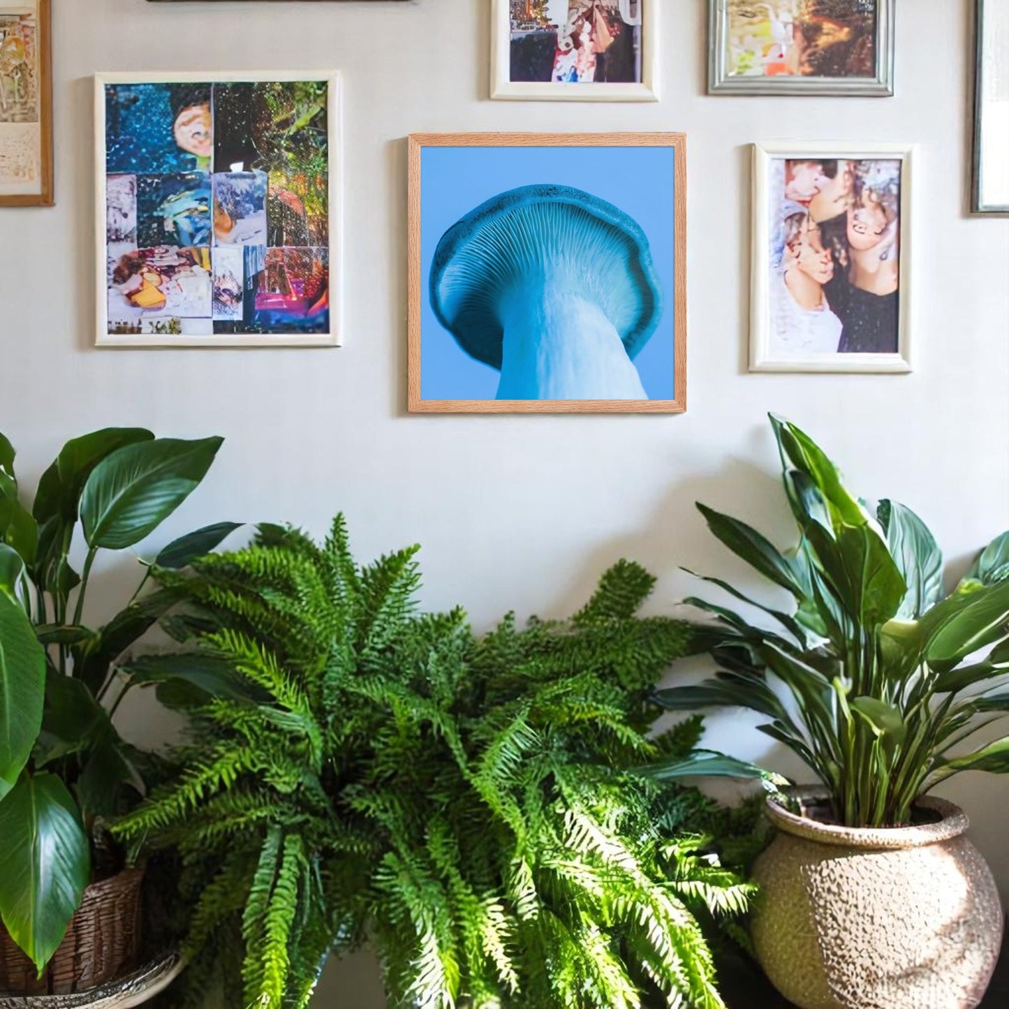 Blue pleurotus mushroom on a blue background poster. Oak frame hanging on a wall.