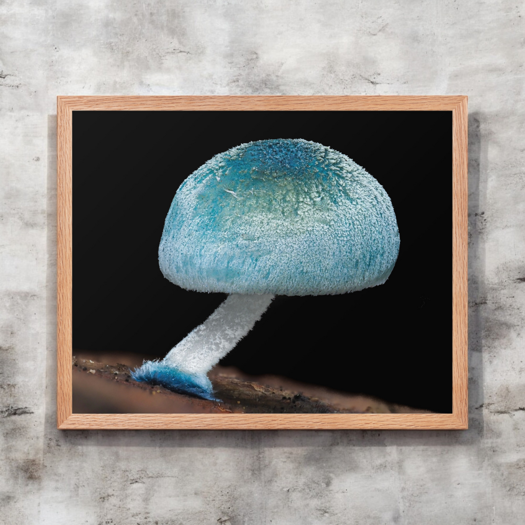 Mycena Interrupta Framed Art Print - blue mushroom photography, light wood frame
