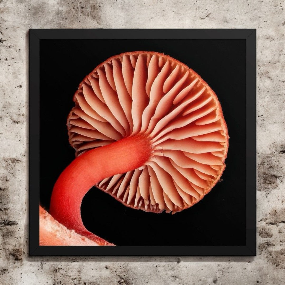 Hygrocybe Red Mushroom Gill Framed Art Print - detailed mushroom underside photography, black frame.
