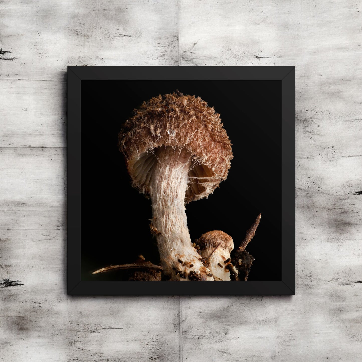 Brown Inocybe Shaggy Mushroom Framed Art Print - detailed mushroom photography, black frame.