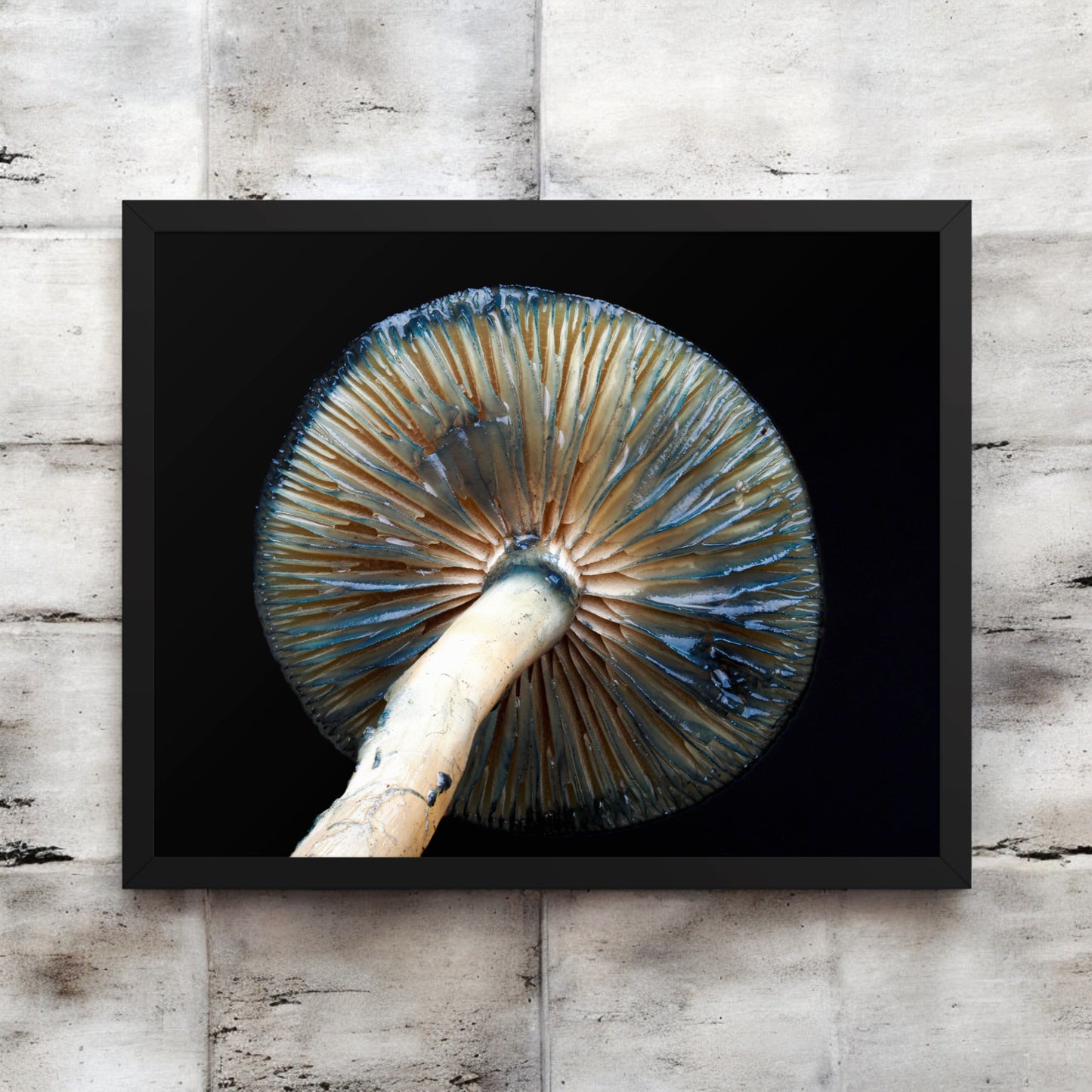 Psilocybe Framed Art Print - blue and white mushroom photography, dark wood frame. Detailed mushroom gill.
