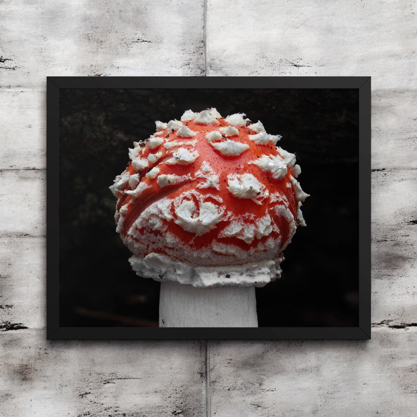 Amanita Muscaria Framed Art Print - red and white mushroom photography, black frame.