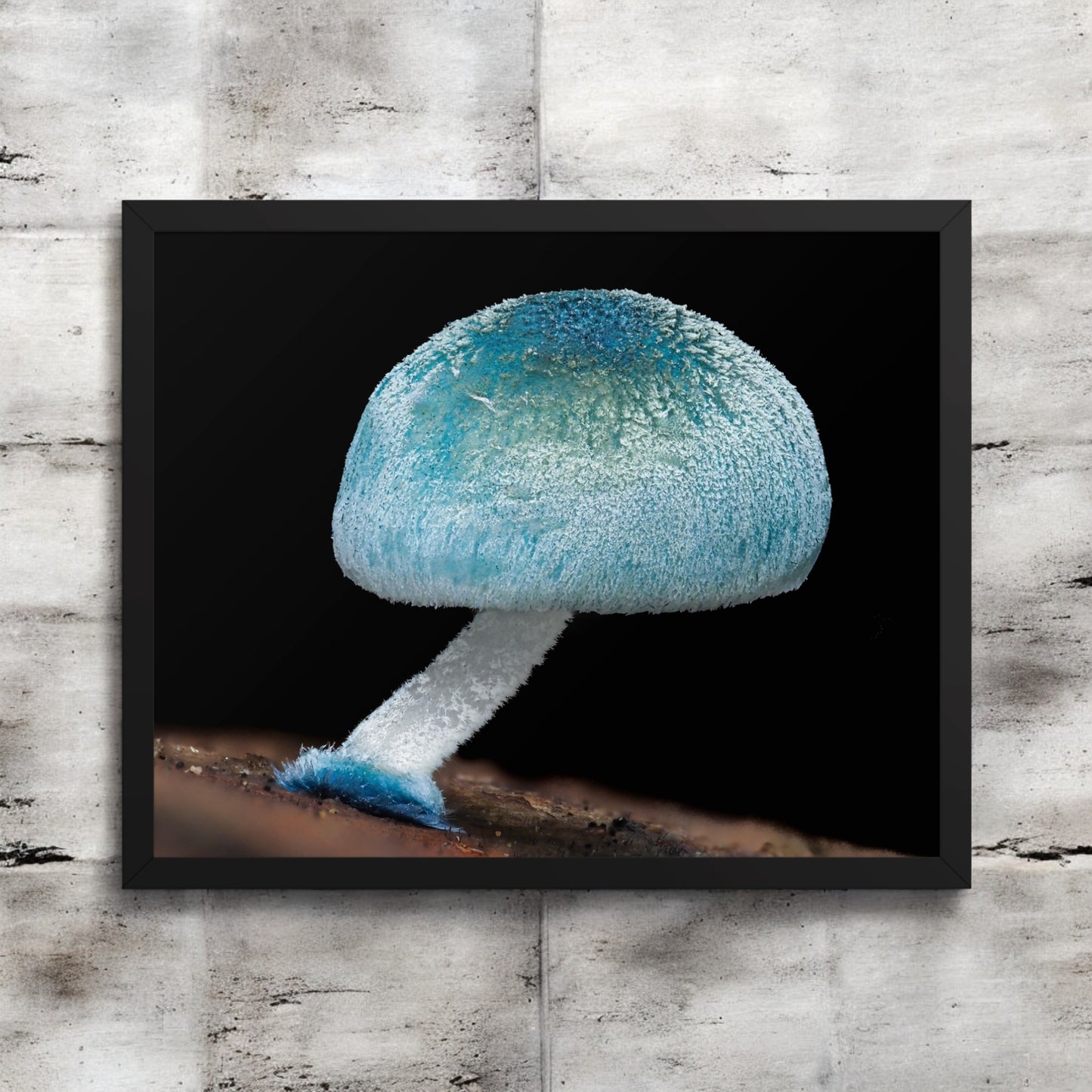 Mycena Interrupta Framed Art Print - blue mushroom photography, black frame