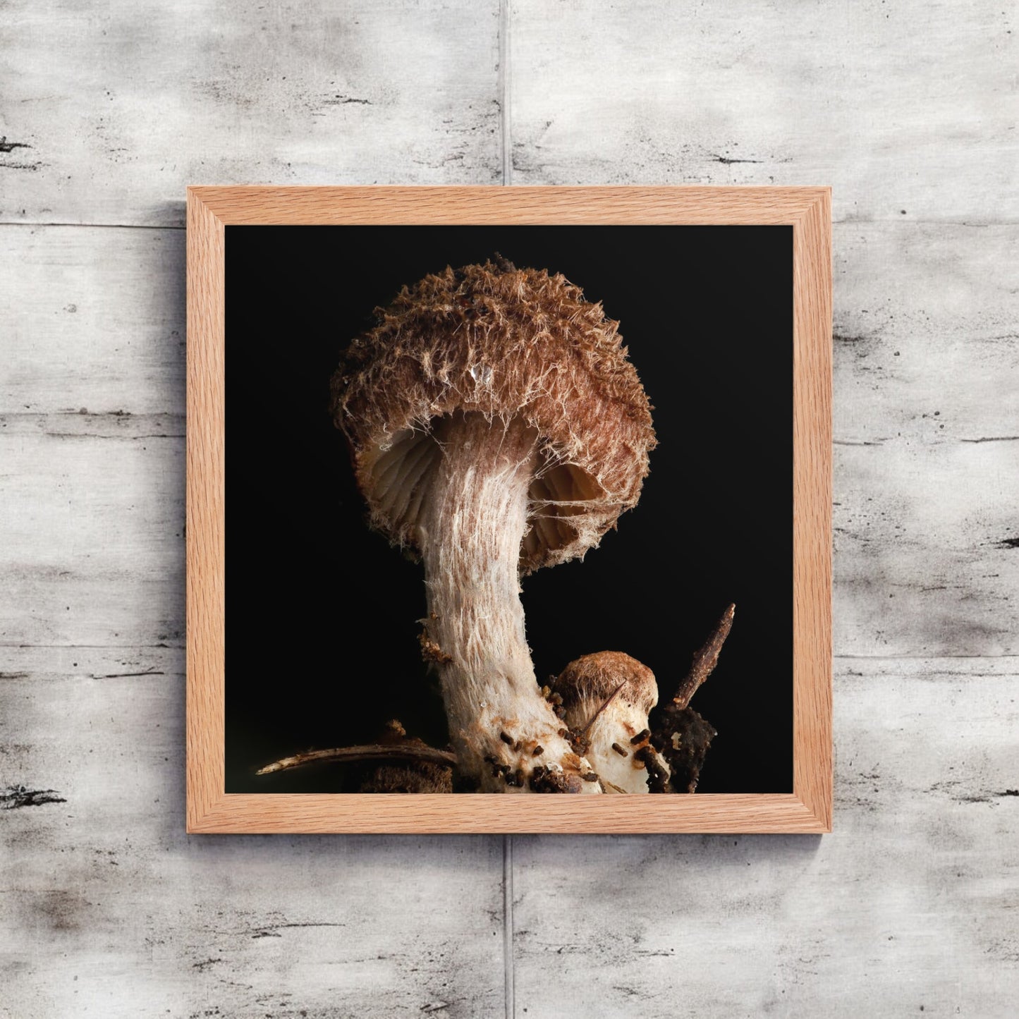 Brown Inocybe Shaggy Mushroom Framed Art Print - detailed mushroom photography, light wood frame.