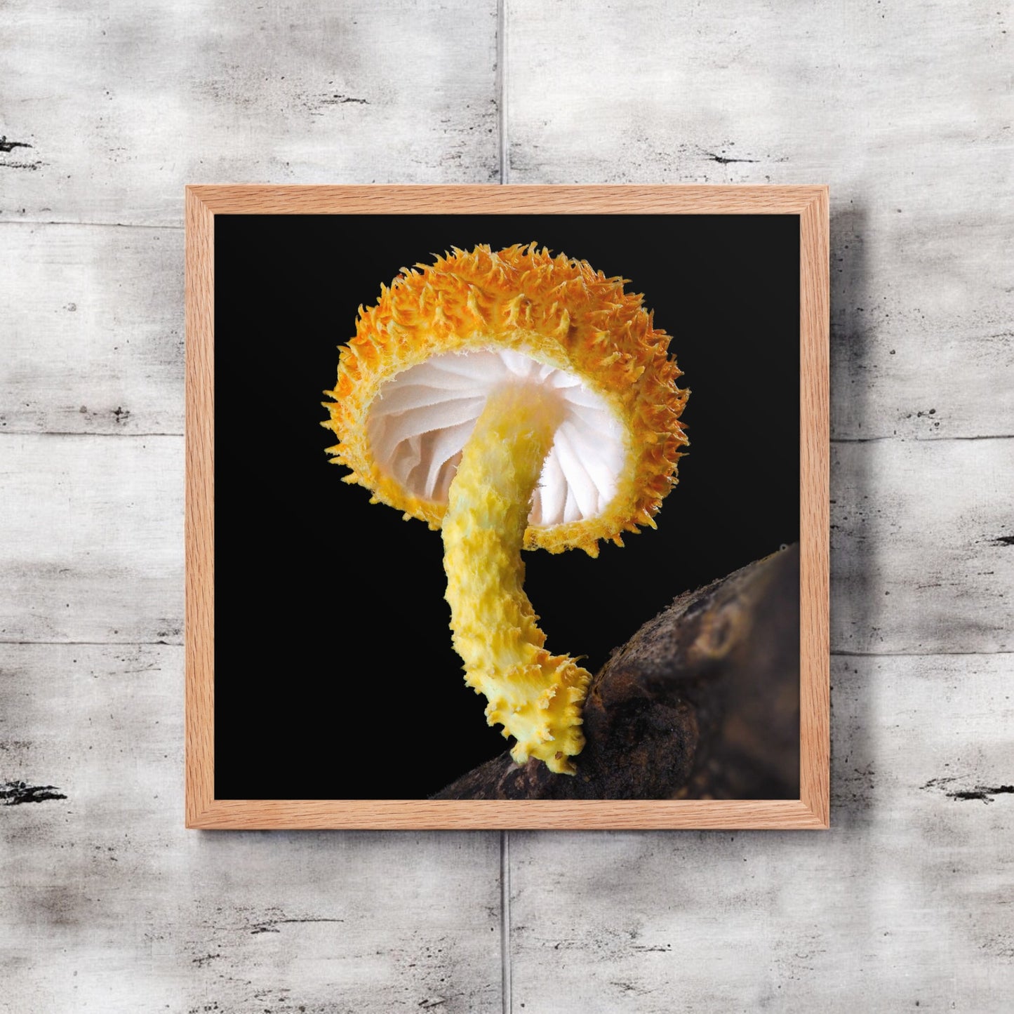 Cryptotrama Golden-Scruffy Collybia Framed Art Print - yellow mushroom photography, light wood frame.