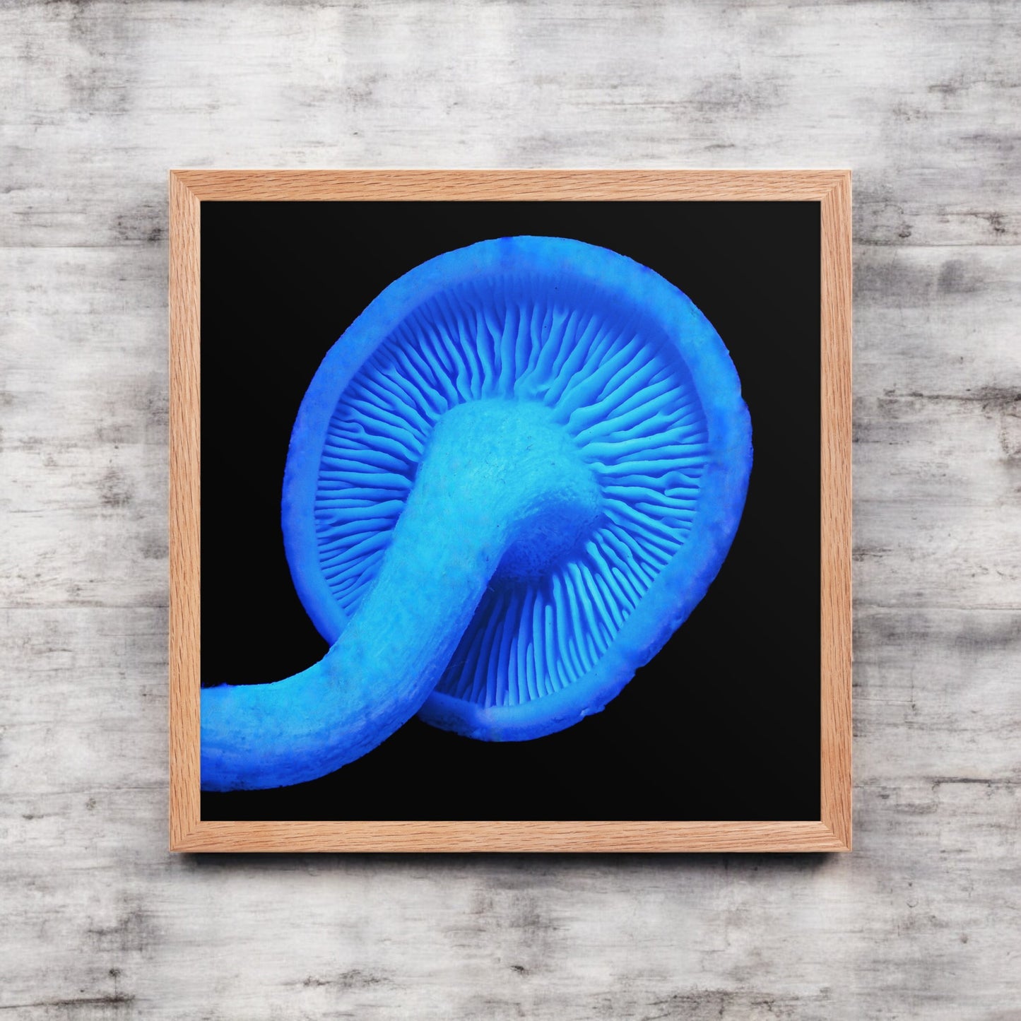 Rhodocollybia Blue Mushroom Gill Framed Art Print - detailed mushroom underside photography, light wood frame.
