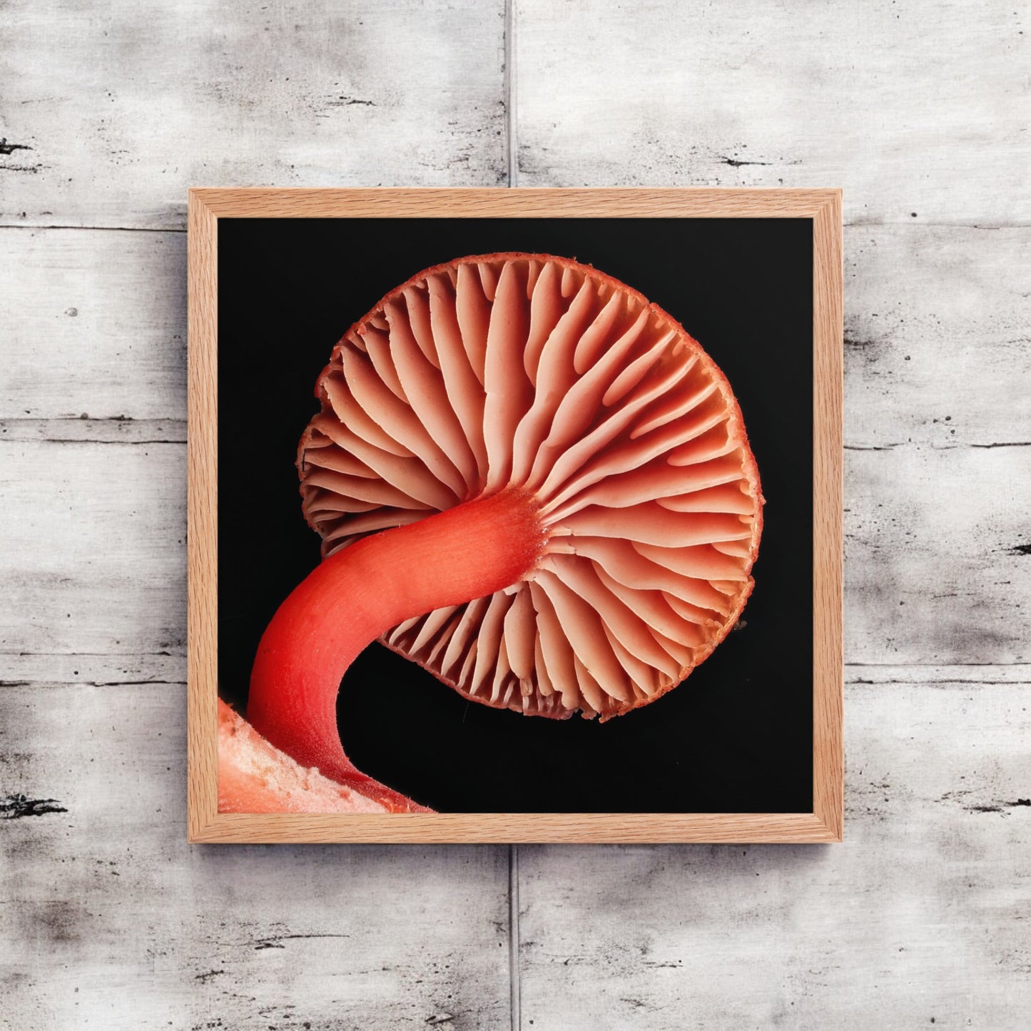 Hygrocybe red Mushroom Gill Framed Art Print - detailed mushroom underside photography, light wood frame.