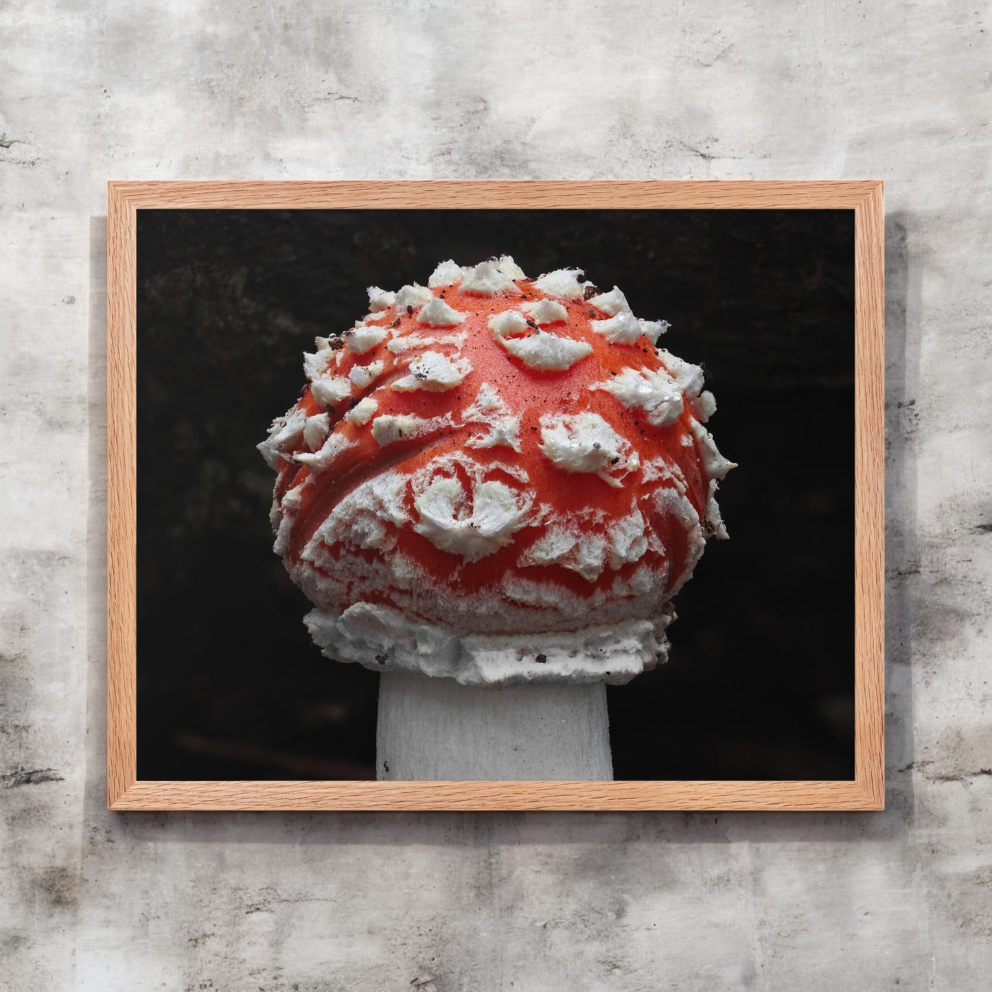 Amanita Muscaria Framed Art Print - red and white mushroom photography, light wood frame.
