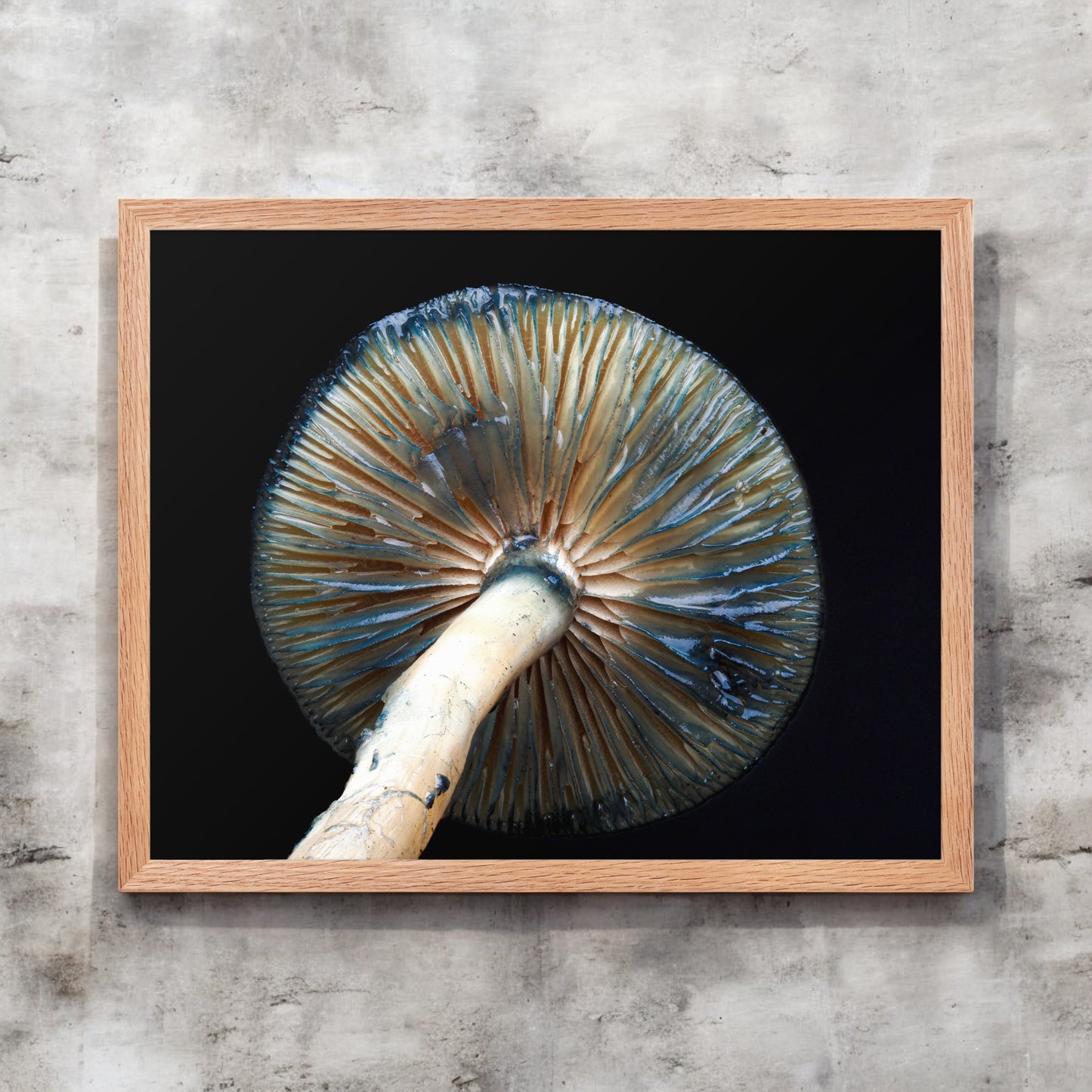 Psilocybe Framed Art Print - blue and white mushroom photography, light wood frame. Detailed mushroom gill.