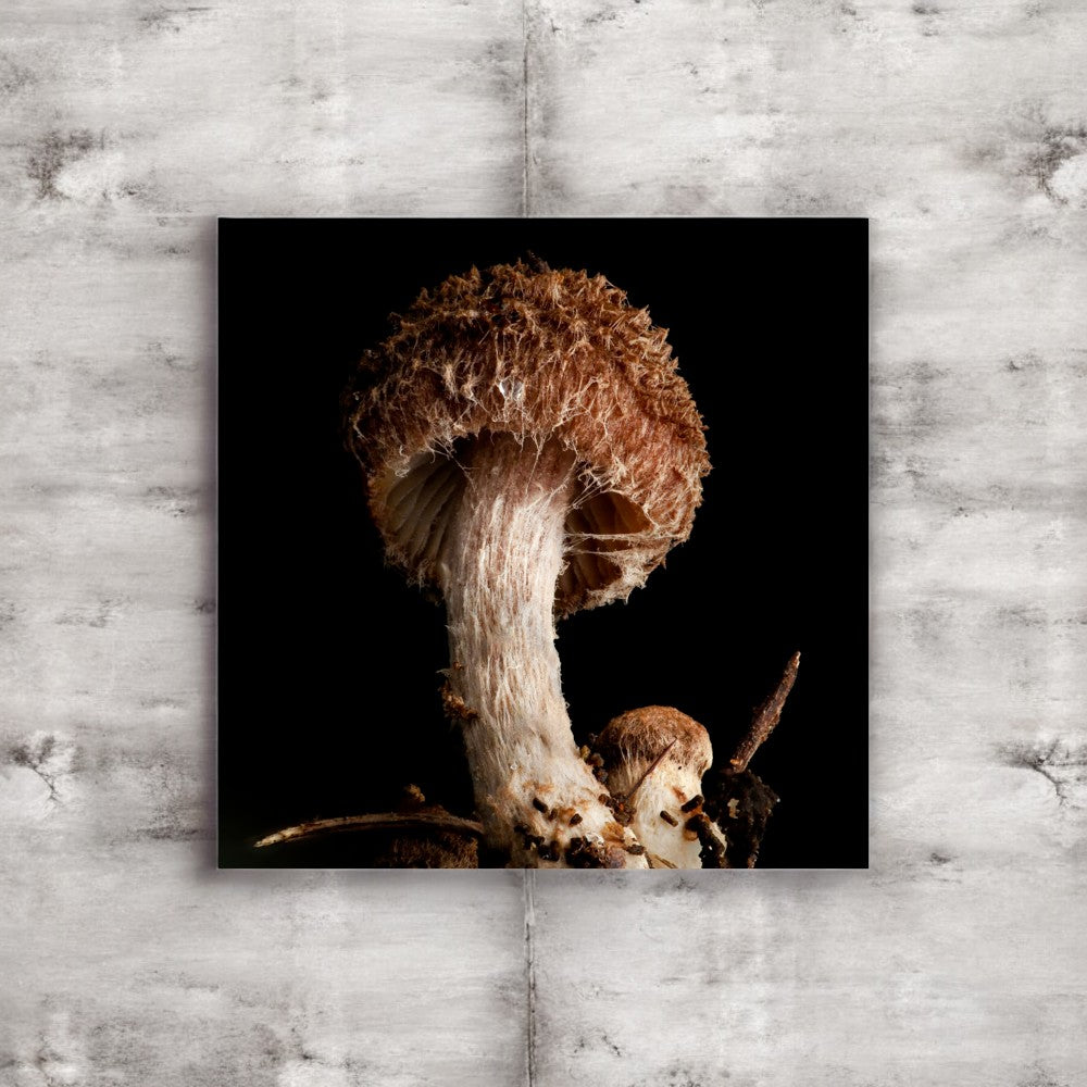 Brown Inocybe Shaggy Mushroom Framed Art Print - detailed mushroom photography, no frame
