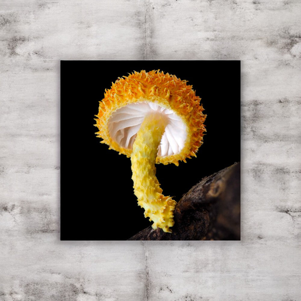 Cryptotrama Golden-Scruffy Collybia Framed Art Print - yellow mushroom photography, no frame.