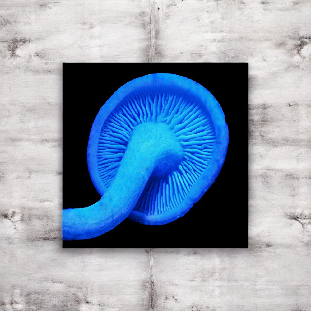 Rhodocollybia Blue Mushroom Gill Framed Art Print - detailed mushroom underside photography, no frame.