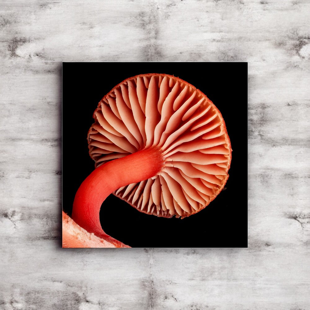 Hygrocybe red Mushroom Gill Framed Art Print - detailed mushroom underside photography, no frame.