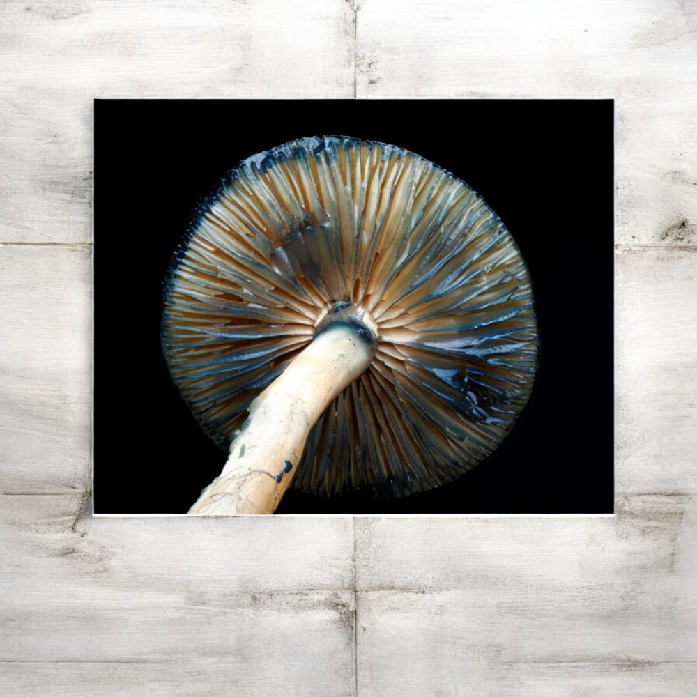 Psilocybe Framed Art Print - blue and white mushroom photography, no frame. Detailed mushroom gill.