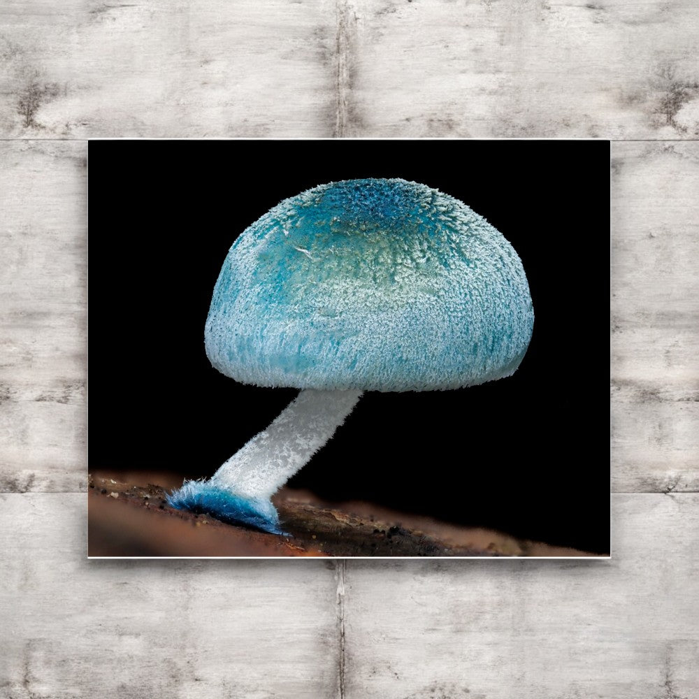 Mycena Interrupta Framed Art Print - blue mushroom photography, no frame