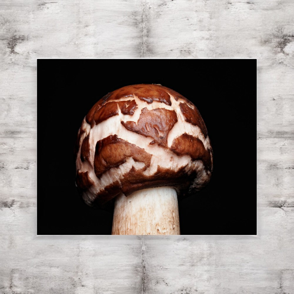 Clorophyllum Brown and White Patterned Mushroom Framed Art Print - mushroom cap photography, no frame.