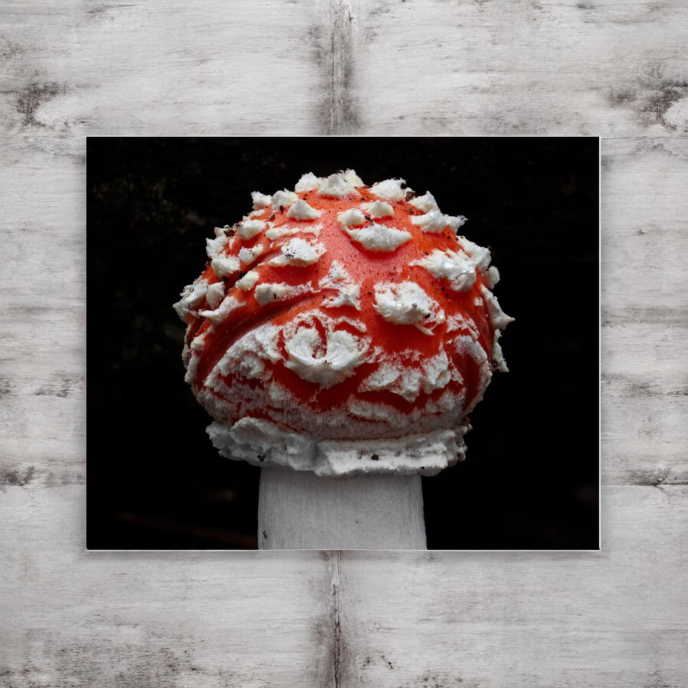Amanita Muscaria Framed Art Print - red and white mushroom photography, no frame