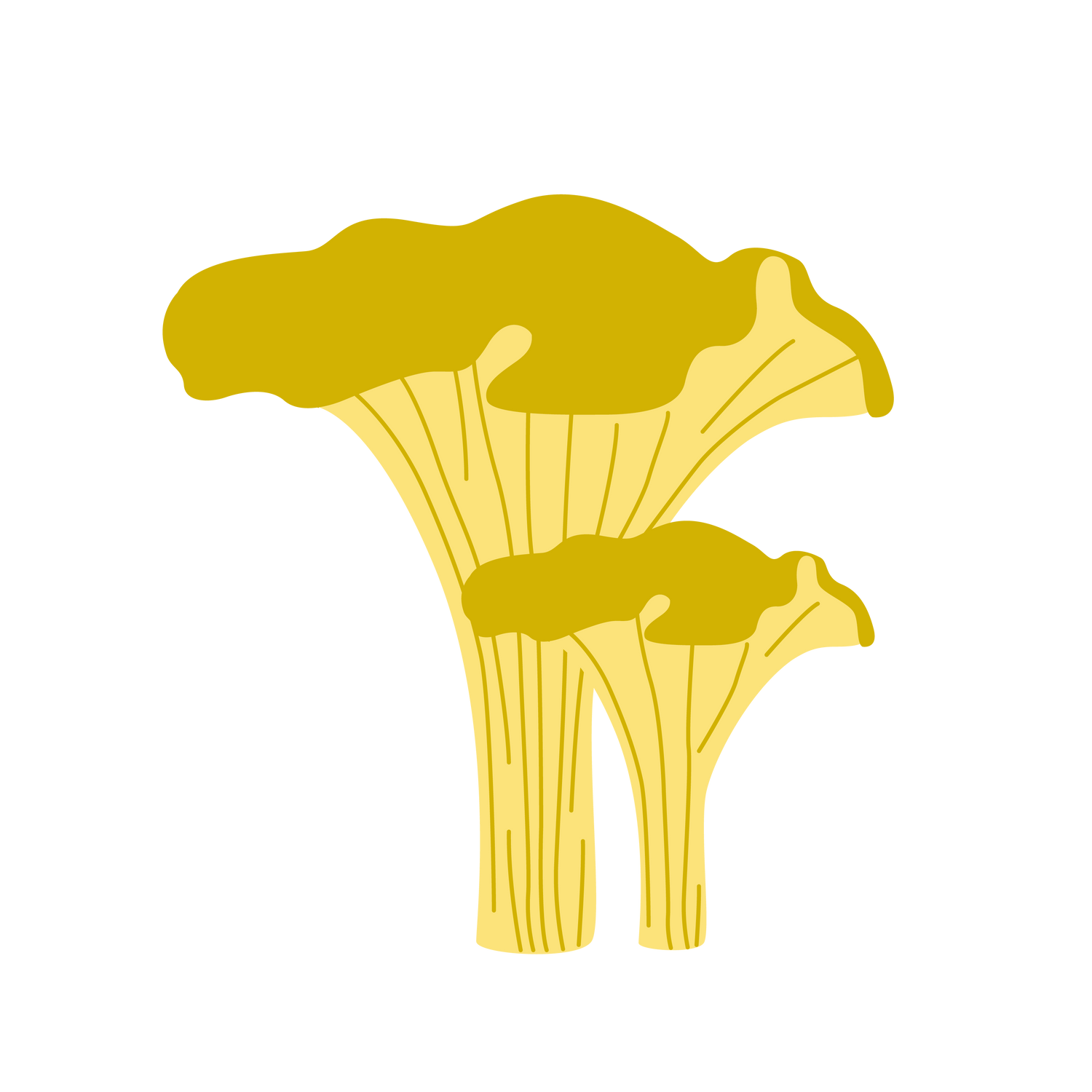 Chanterelle