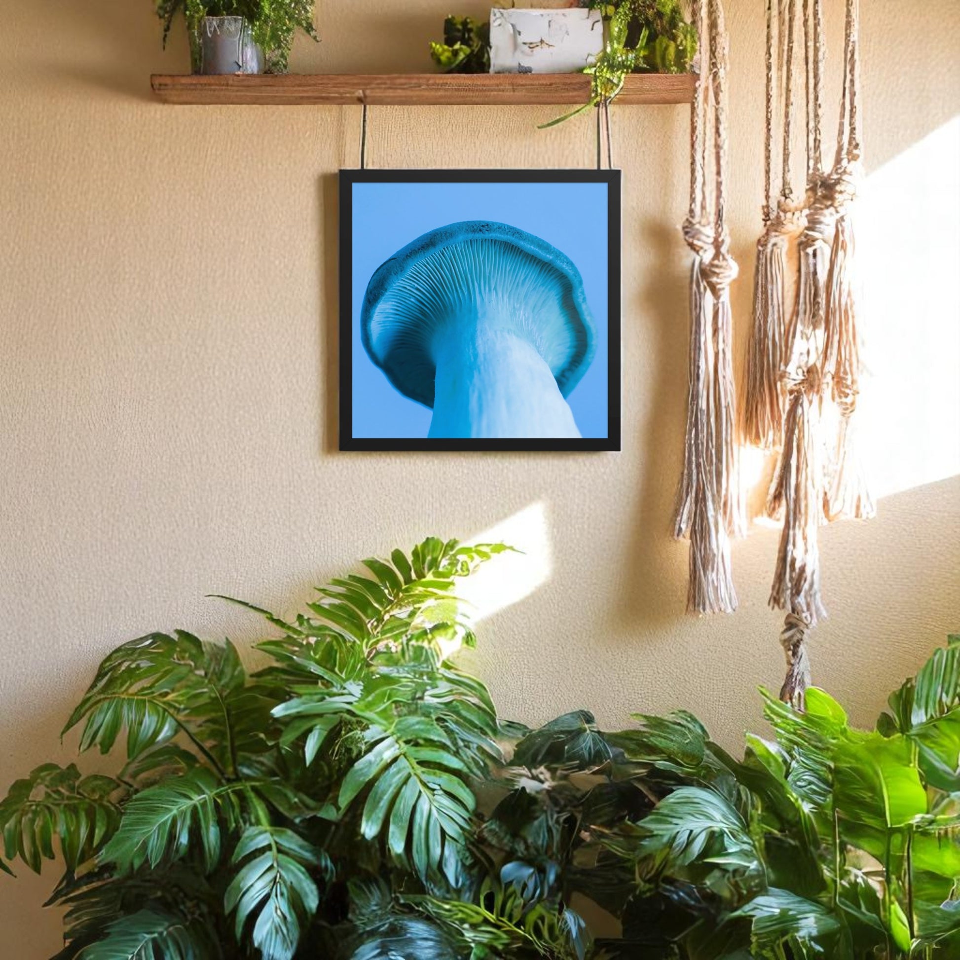 Blue pleurotus mushroom on a blue background poster. Black frame hanging on a wall.