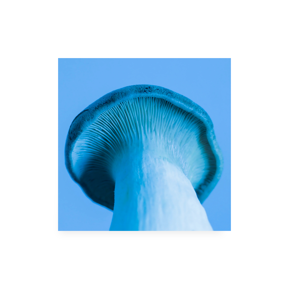 Blue pleurotus mushroom on a blue background poster. No frame.