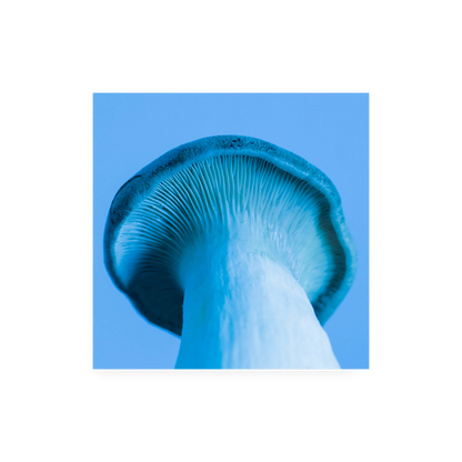 Blue pleurotus mushroom on a blue background poster. No frame.