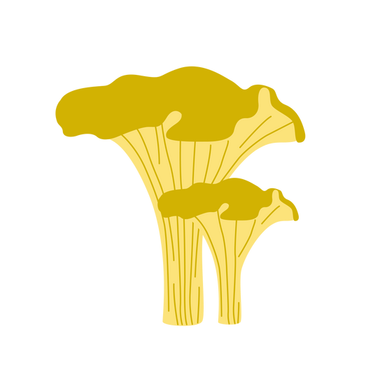#002 Chanterelle